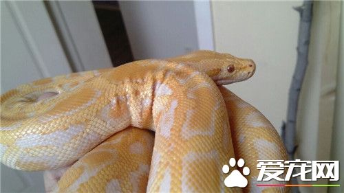 黃金蟒認識主人嗎 黃金蟒還是認識自己主人的