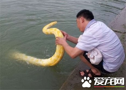 黃金蟒吃什麼 黃金蟒主要以哺乳動物為食物