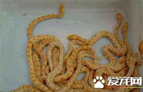 黃金蟒吃什麼 黃金蟒主要以哺乳動物為食物