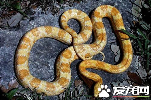 玉米蛇怎麼上手 需要准備蛇箱加溫器材