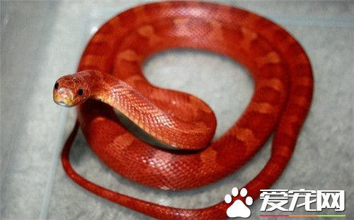 玉米蛇的壽命 玉米蛇壽命一般在14到20年左右