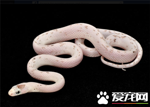 玉米蛇怎麼上手 需要准備蛇箱加溫器材