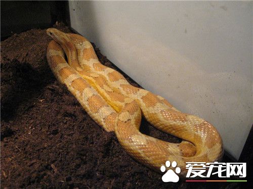 玉米蛇習性 玉米蛇的習性是喜歡獨居生活