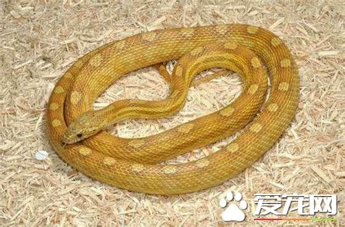玉米蛇冬眠 玉米蛇冬眠溫度宜保持在5到10度