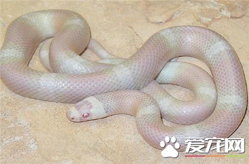 玉米蛇怎麼分公母 用探針插入洩殖腔來分辨