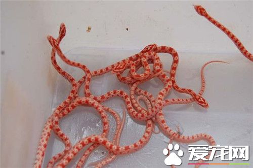 玉米蛇咬人嗎 受到威脅會出現咬人的情況