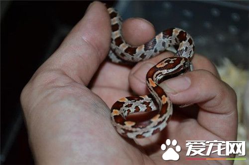 玉米蛇咬人嗎 受到威脅會出現咬人的情況