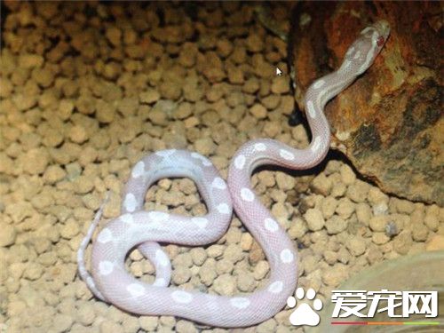 玉米蛇咬人嗎 受到威脅會出現咬人的情況