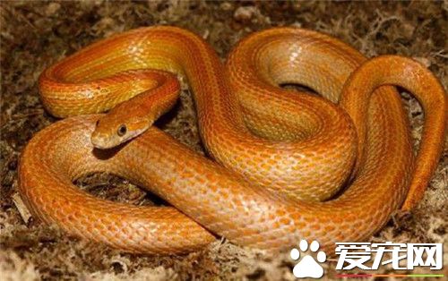 玉米蛇不吃東西 玉米蛇不吃東西的解決方法