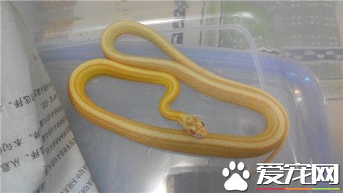 玉米蛇有毒嗎 玉米蛇屬於游蛇科是沒有毒的