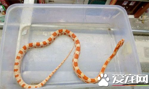 玉米蛇有毒嗎 玉米蛇屬於游蛇科是沒有毒的