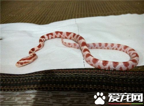 玉米蛇怎麼養 玉米蛇白天溫度控制在24到30度