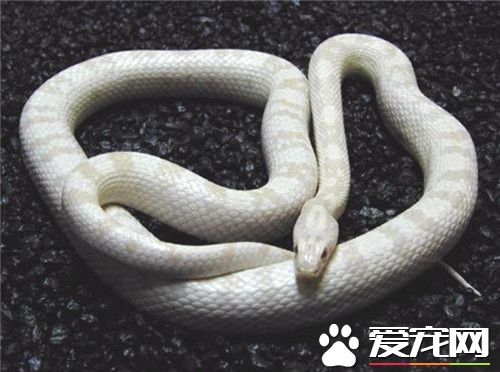 玉米蛇吃什麼 玉米蛇以小型哺乳類為主食