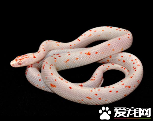 玉米蛇吃什麼 玉米蛇以小型哺乳類為主食