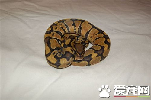 球蟒是保護動物嗎 球蟒不是國家的保護動物
