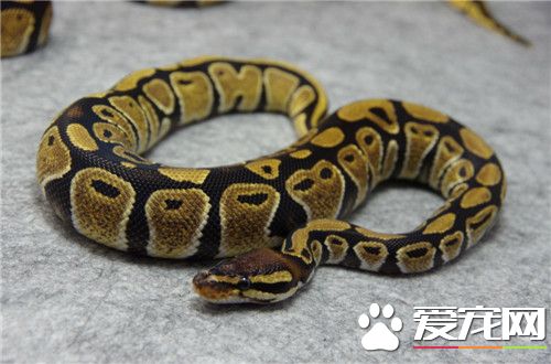 球蟒是保護動物嗎 球蟒不是國家的保護動物