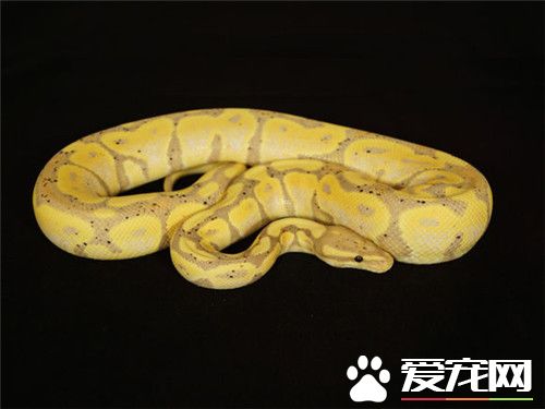 球蟒的繁殖 球蟒的繁殖需要注意的事項