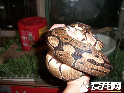 球蟒的壽命 最長命的球蟒可以活到48歲