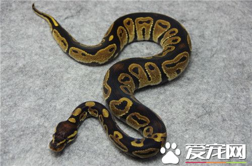 球蟒的壽命 最長命的球蟒可以活到48歲