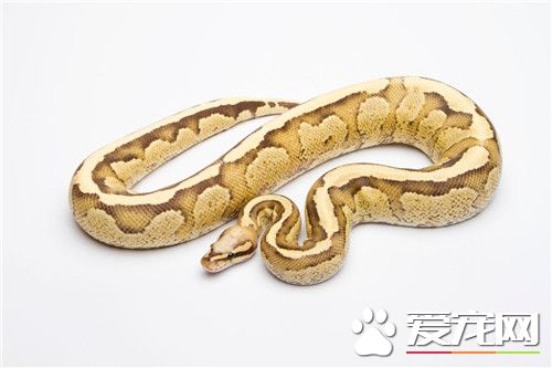 球蟒的繁殖 球蟒的繁殖需要注意的事項