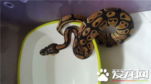 球蟒咬人怎麼辦 球蟒一般情況是不會咬人的
