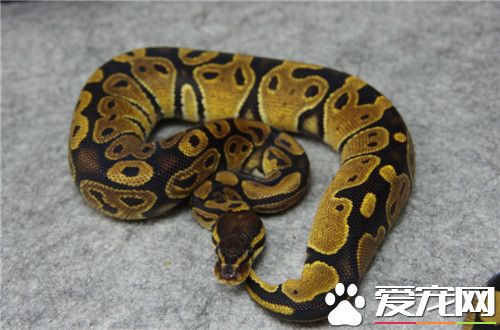 球蟒咬人怎麼辦 球蟒一般情況是不會咬人的