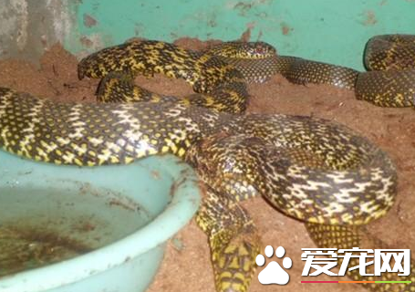 王錦蛇好養嗎 幼年王錦蛇的飼養時很困難