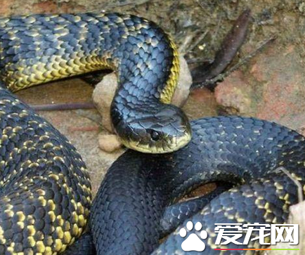 王錦蛇好養嗎 幼年王錦蛇的飼養時很困難