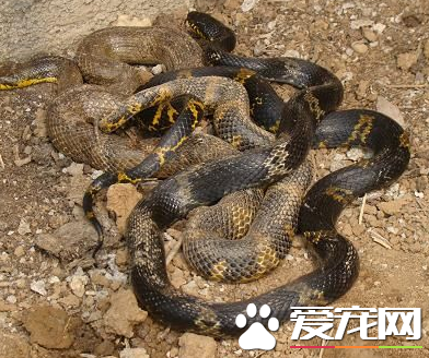 王錦蛇一年能長多大 幼體到成體僅需兩年