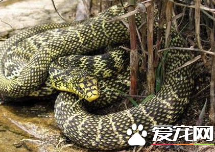 王錦蛇飼養 王錦蛇飼養需要注意哪些方面