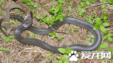 王錦蛇飼養 王錦蛇飼養需要注意哪些方面