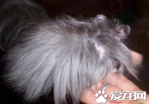 西施熊性格 西施熊的性格非常的溫順