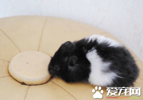 西施熊性格 西施熊的性格非常的溫順