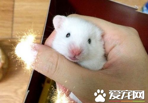 白熊倉鼠多大 白熊倉鼠體長5到12厘米