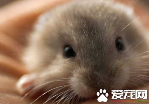黑線倉鼠對人有害嗎 黑線倉鼠不會有鼠疫