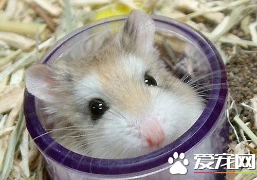 黑線倉鼠對人有害嗎 黑線倉鼠不會有鼠疫