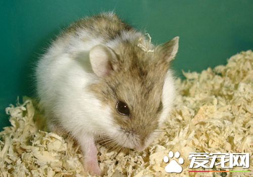 黑線倉鼠吃什麼 黑線倉鼠飲食方面要注意什麼