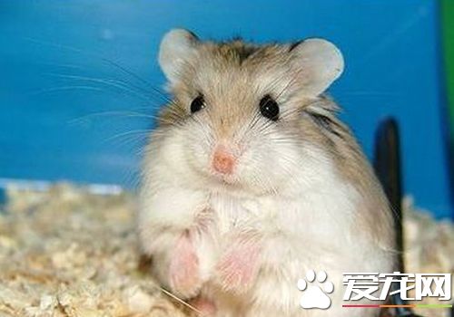 黑線倉鼠怎麼養 黑線倉鼠最適宜溫度20到28度