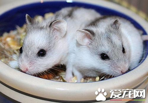 黑線倉鼠怎麼養 黑線倉鼠最適宜溫度20到28度