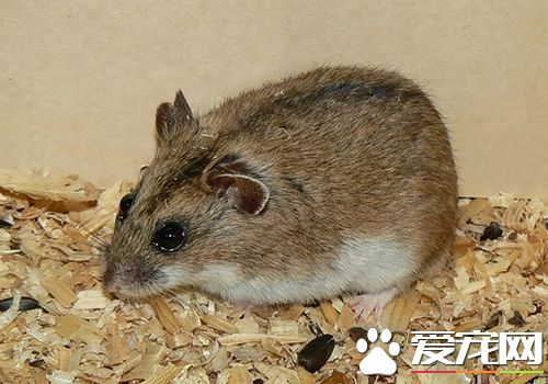 黑線倉鼠怎麼養 黑線倉鼠最適宜溫度20到28度