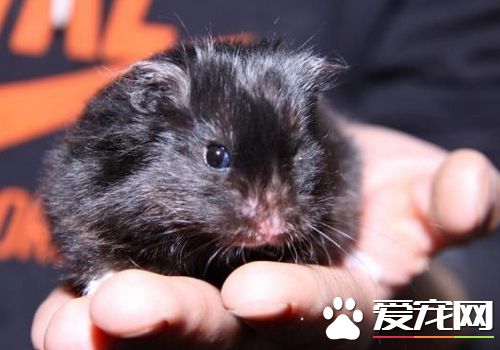 黑熊倉鼠背上有線嗎 背上有三條明顯黑線
