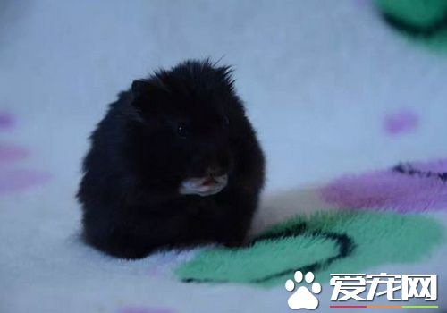 黑熊倉鼠背上有線嗎 背上有三條明顯黑線
