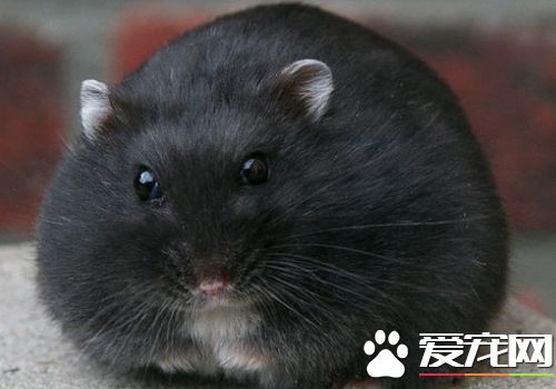 黑熊倉鼠怎麼樣 黑熊倉鼠的飼養難度並不大