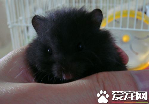 黑熊倉鼠怎麼樣 黑熊倉鼠的飼養難度並不大