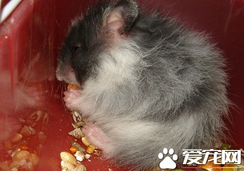 西施熊的壽命 西施熊的壽命在1.5到3年