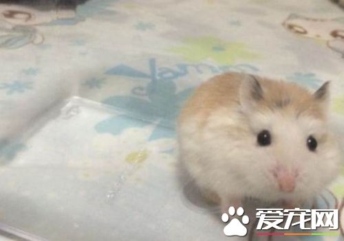 西施熊繁殖 西施熊繁殖不能吃什麼呢