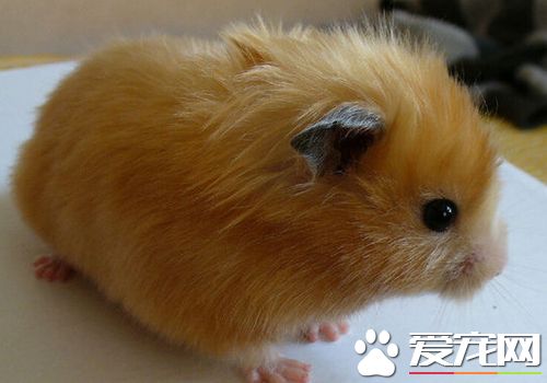 西施熊繁殖 西施熊繁殖不能吃什麼呢
