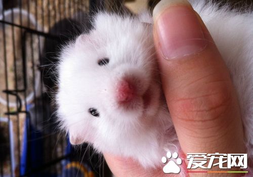 西施熊咬人嗎 西施熊為什麼會咬人呢