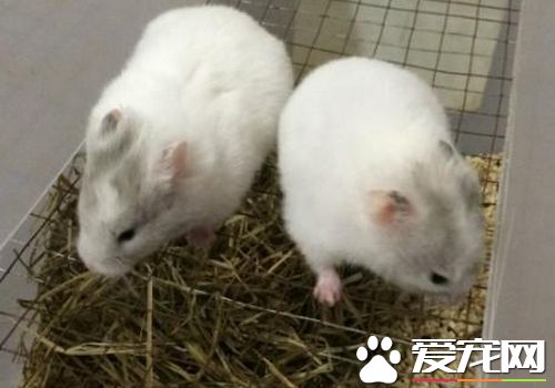 西施熊冬眠麼 西施熊冬眠該怎麼做呢
