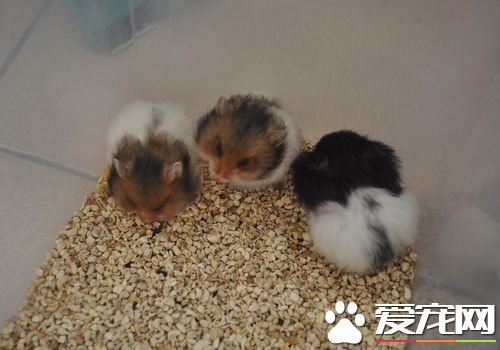 西施熊冬眠麼 西施熊冬眠該怎麼做呢